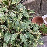 ヒイラギ 柊 の育て方 剪定時期や挿し木の方法は Greensnap グリーンスナップ