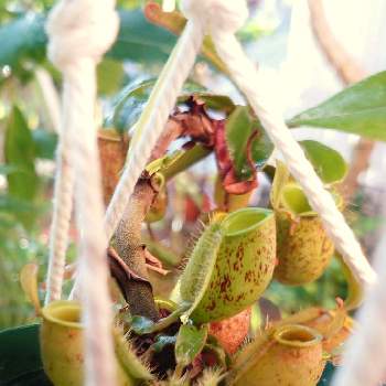 ネペンテス・アンプラリア,ウツボカズラ,観葉植物,食虫植物,ビザール・プランツの画像