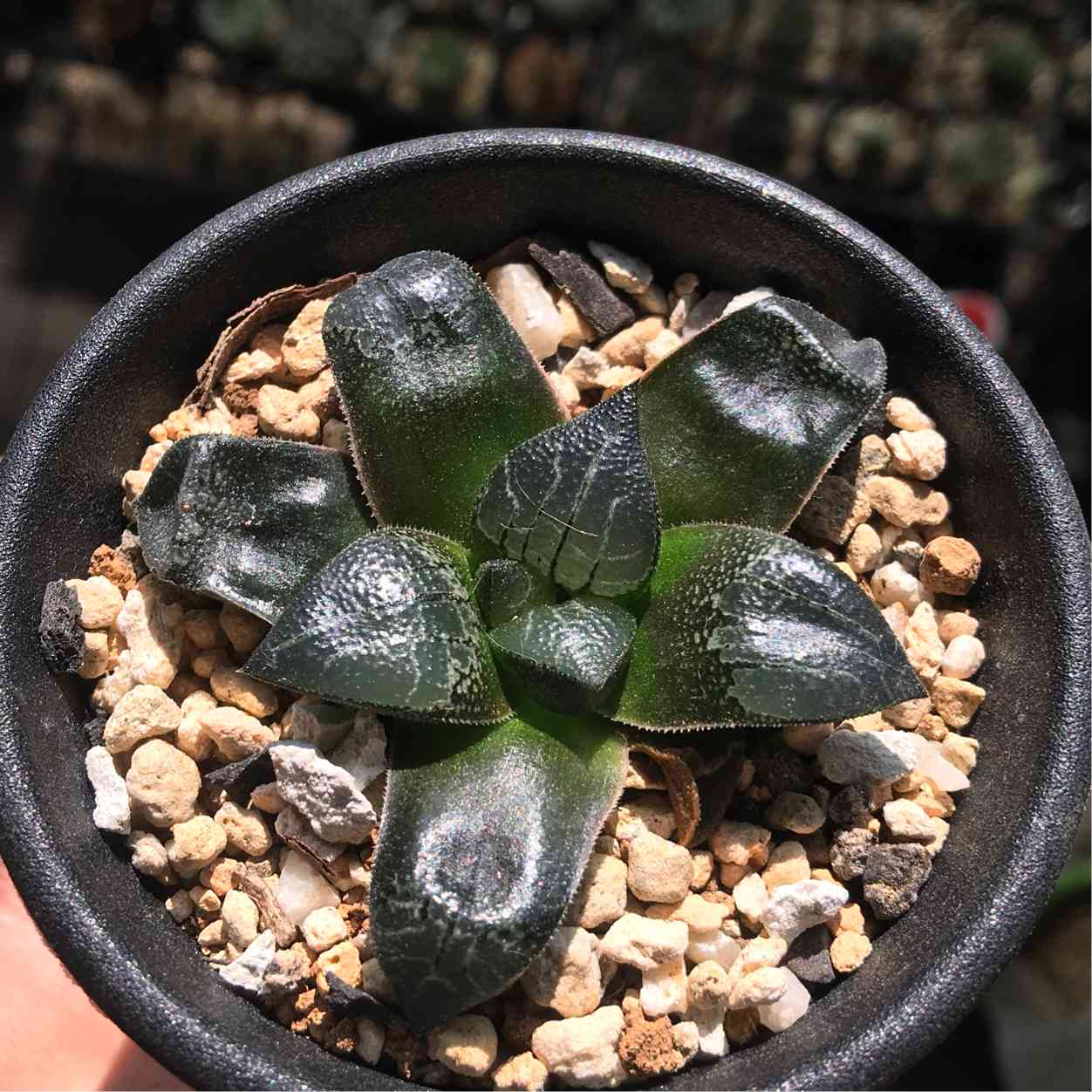原種 H. marxii GM605 CL1 Wagendrift, S of Laingsburg