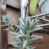 テトラゴナの育て方 日当たりや水やり加減 植え替え方法は Greensnap グリーンスナップ