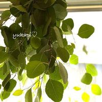 ドライフラワー,癒し,葉っぱ,ユーカリポポラス！,緑のある暮らしの画像