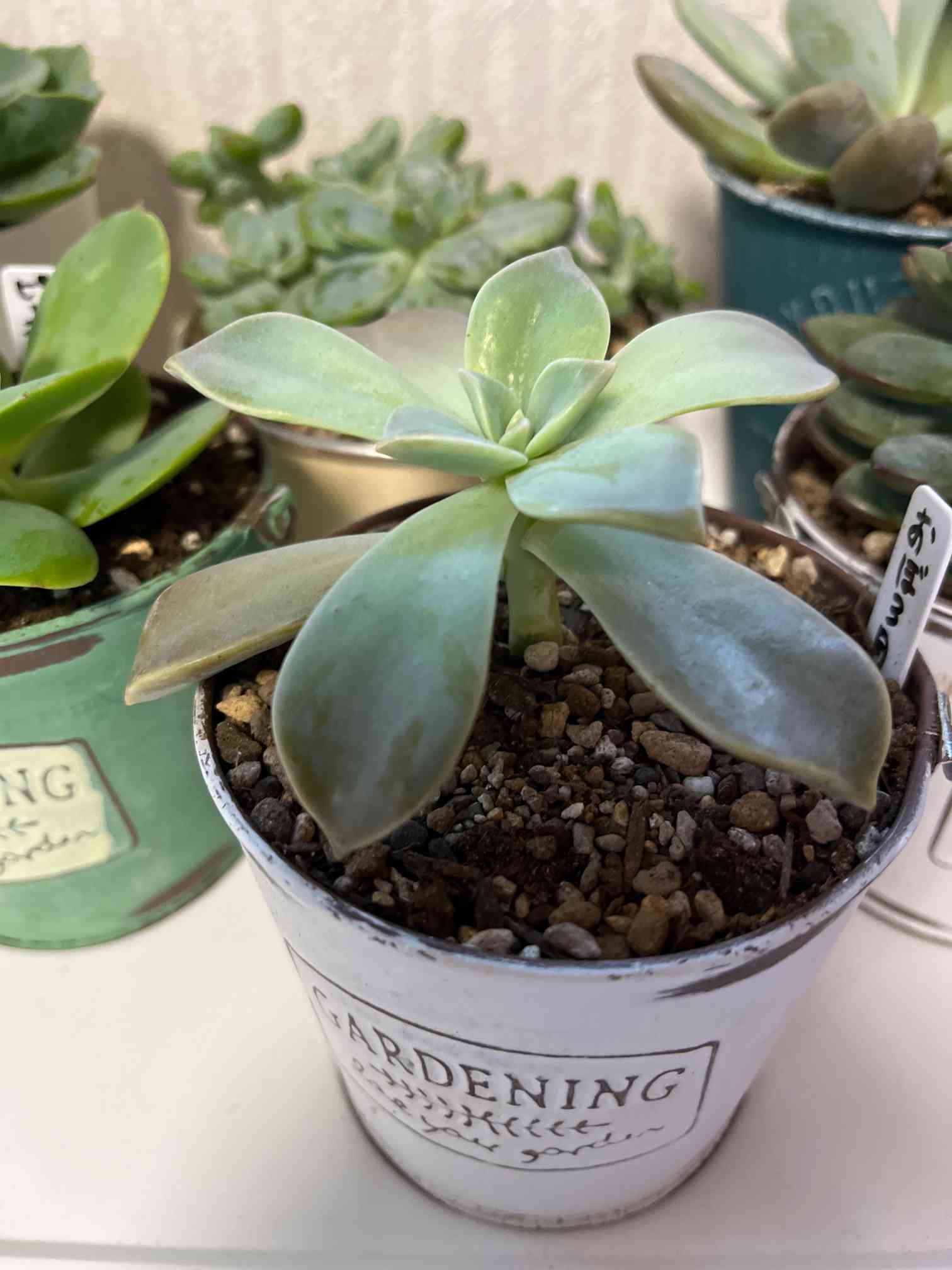 朧月の記録｜🍀GreenSnap（グリーンスナップ）