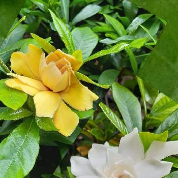 黄色のお花の画像 by ミチコさん | お出かけ先と今日のお花と白いお花と白い水曜日♡と乙女色クラブと黄色のお花