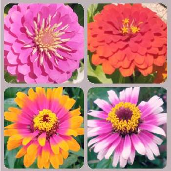 癒しのお花の画像 by saraさん | 小さな庭とヒャクニチソウと種からと花のある暮らしとかわいいお花♡と癒しのお花と今日のお花