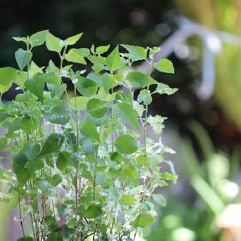 アルテルナンテラ エンジェルレースの投稿画像一覧 Greensnap グリーンスナップ