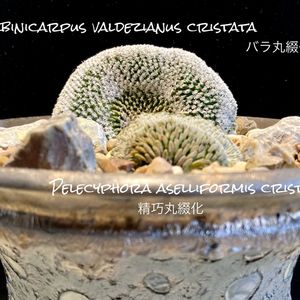 Turbinicarpus valdezianus cristata,Pelecyphora aselliformis cristata,カクタス広瀬,Usagi.c.l,Kiguro Moon Craterの画像
