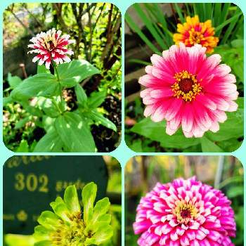 クレマチス,クレマチス ホワイトエンジェル,ホワイトエンジェル,クレマチスのアーチ,可愛い花の画像