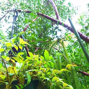 エスキナンサス・マルモラタスの画像 by botanicallifeさん | フペルジア スクアローサとエスキナンサス・マルモラタスとピスタチオの木