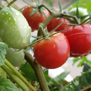 しずく,夏野菜,#夏野菜,実っけの画像