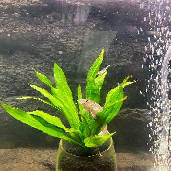 ミナミヌマエビ の投稿画像一覧 Greensnap グリーンスナップ