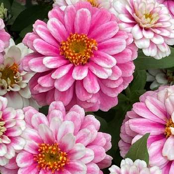 ご近所さんのお花の画像 by こころんさん | ピンクの花とご近所さんのお花ときれいとジニア・プロフュージョンと八重咲きと癒されるとピンクワールドへ ようこそとかわいいと武器ではなく花をとジニア・ラズベリーリップルと今日のお花とヒャクニチソウ！とジニア❁