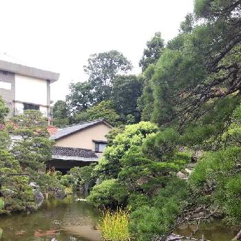 無駄に広い庭,庭づくり,アドバイス下さい,和歌山,シェードガーデンの画像