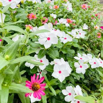 ビンカ の投稿画像一覧 Greensnap グリーンスナップ