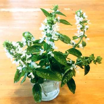 バジルの花の一覧 Greensnap グリーンスナップ