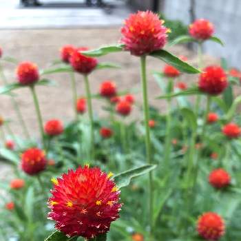 千日紅 ストロベリーフィールドの画像 by kurara＊さん | 小さな庭と千日紅 ストロベリーフィールドと種からとこぼれ種と赤い花と花のある暮らしと夏のお庭