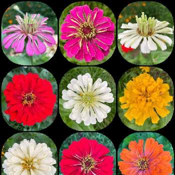 ご近所さんのお花の画像 by kakirikeaさん | ヒャクニチソウとジニアとご近所さんのお花とお花は癒しと花が好き❤と☆携帯撮影☆