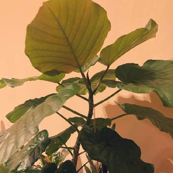 大きくしたいの投稿画像一覧 Greensnap グリーンスナップ