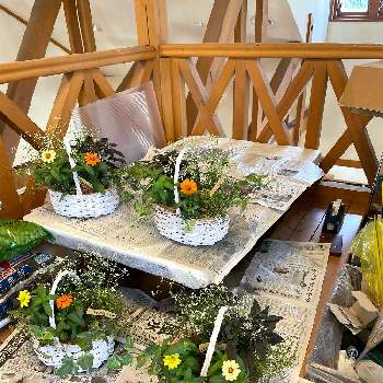 寄せ植え教室の画像 by asatomoさん | 玄関と寄せ植え教室とカラーリーフと園芸と寄せ植えと夏の花とジニア・プロフュージョンとおうち園芸とジニア❁と花のある暮らしとユーフォルビアダイヤモンドフロスト❁