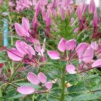 クレオメ,ピンクの花,花散歩,ピンクの日,19日はピンクの日!の画像