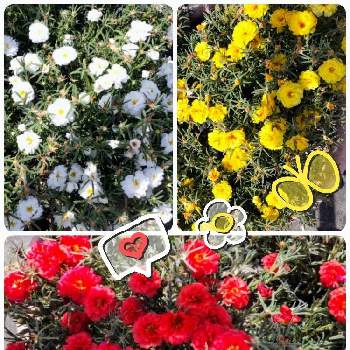 金曜日の朝の画像 by kikki-さん | お出かけ先とまつばぼたんとたくさんの花と金曜日の朝と色々な色と黄色の花と　白い花とあかい花