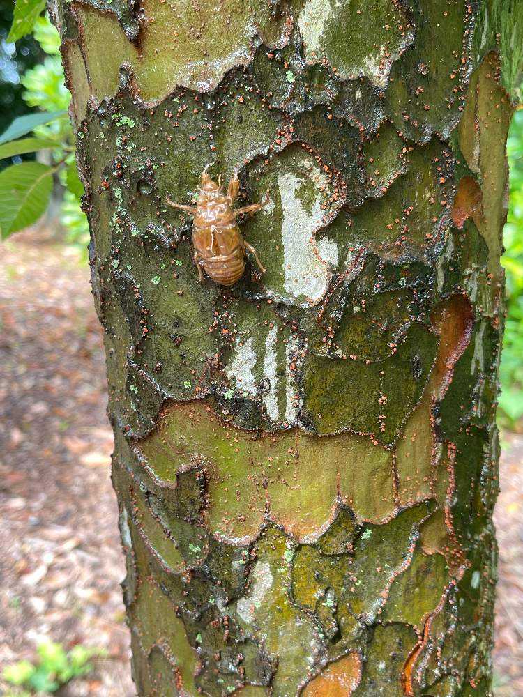 緑道のアキニレの木に蝉の抜け殻が圧倒的に多いのは何故❓不思議やなぁ