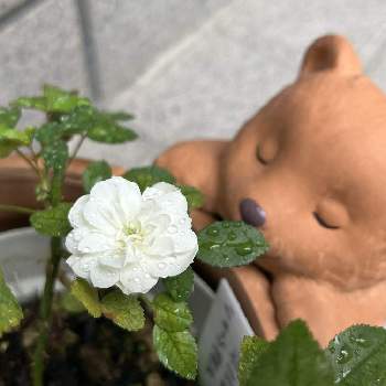 花持ちが良いの投稿画像一覧 Greensnap グリーンスナップ