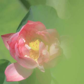  蓮の花の画像 by ヒガ君さん | お出かけ先と夏の花と散歩と 蓮の花と花いろいろと庭園