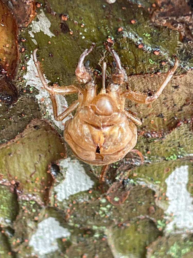 緑道のアキニレの木に蝉の抜け殻が圧倒的に多いのは何故❓不思議
