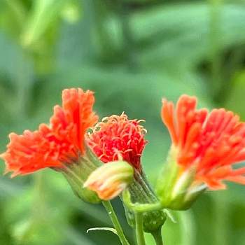 朱色の花の投稿画像一覧 Greensnap グリーンスナップ 朱色の花の投稿画像一覧 Greensnap グリーンスナップ