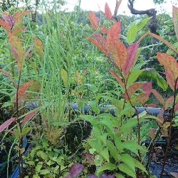 姫リョウブの投稿画像一覧 Greensnap グリーンスナップ