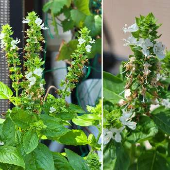 バジルの花の一覧 Greensnap グリーンスナップ