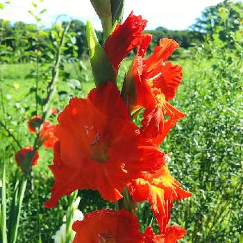 朱色の花の投稿画像一覧 Greensnap グリーンスナップ 朱色の花の投稿画像一覧 Greensnap グリーンスナップ