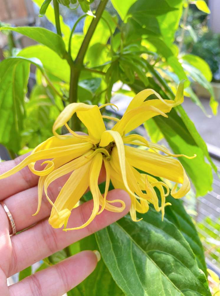 イランイランの投稿画像 By なおっちさん エクステリアといい香りと咲いた と花のある暮らしと香水みたいといい香りと咲いた と花のある暮らしと香水みたい 22月8月19日 Greensnap グリーンスナップ Greensnap グリーンスナップ