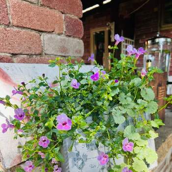 晴れの日の画像 by あーちゃんさん | お出かけ先とトレニアとカフェのお庭と晴れの日と夏の花とピンクの花♡とお花は癒し♡とかわいい❤
