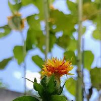 ベニバナ 紅花 の育て方 種まき時期や植え付け方法は Greensnap グリーンスナップ