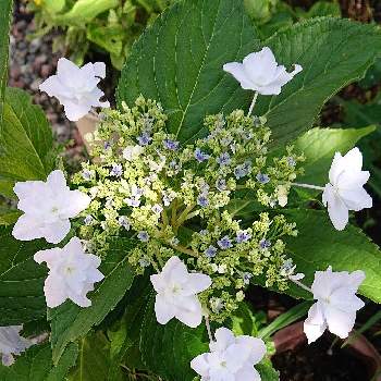 ガクアジサイ 隅田の花火の投稿画像一覧 Greensnap グリーンスナップ