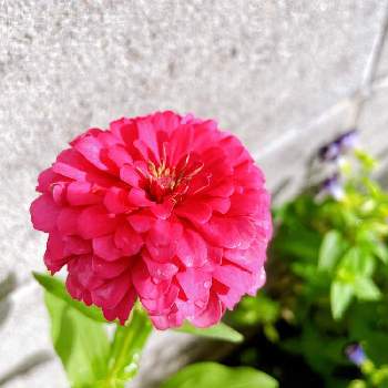 エモいの投稿画像一覧 Greensnap グリーンスナップ