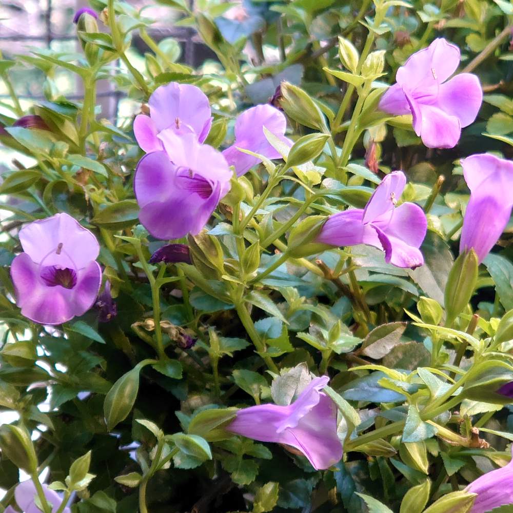 スーパートレニア カタリーナ ブルーリバーの投稿画像 By りりあさん スーパートレニア カタリーナブルーリバー とバルコニー ベランダとバルコニーガーデニングとpwの花とスーパートレニア カタリーナ ブルーリバーとベランダガーデニングとガーデニング初心者と花の