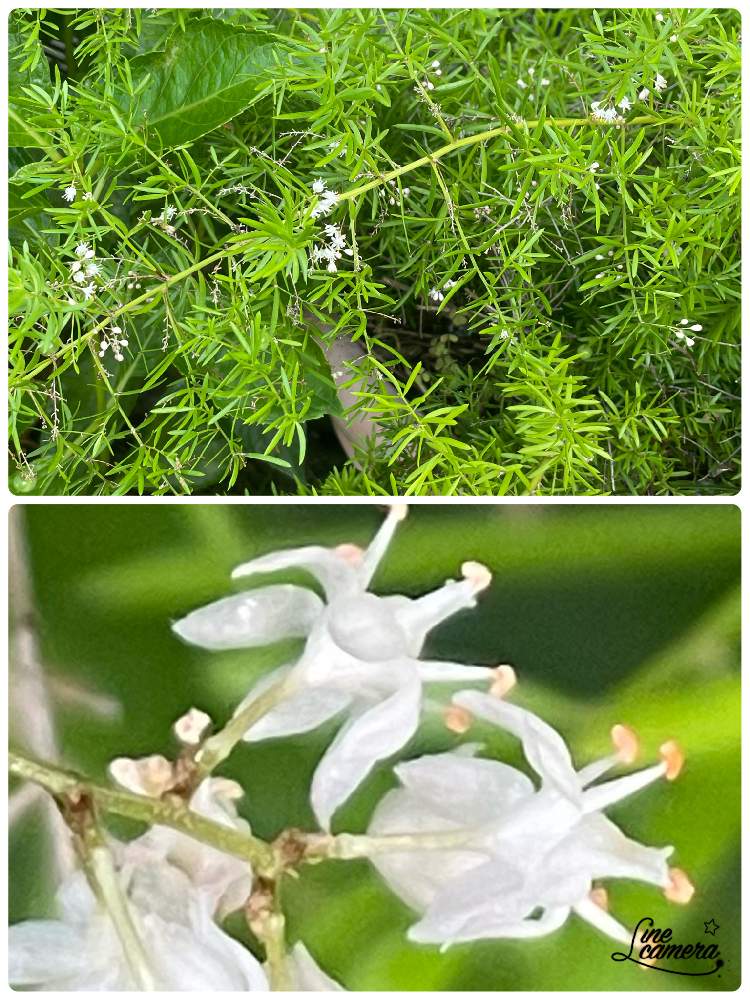 アスパラガス スプレンゲリーの投稿画像 By アールさん 可愛い と花のある暮らしと白いお花と綺麗な葉と可愛い と花のある暮らしと白いお花と綺麗な葉 22月8月日 Greensnap グリーンスナップ Greensnap グリーンスナップ