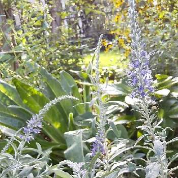 トウテイラン 秋咲きベロニカ の投稿画像一覧 Greensnap グリーンスナップ