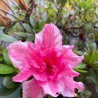 アザレアの育て方 植え付けや植え替えの時期 剪定方法は Greensnap グリーンスナップ