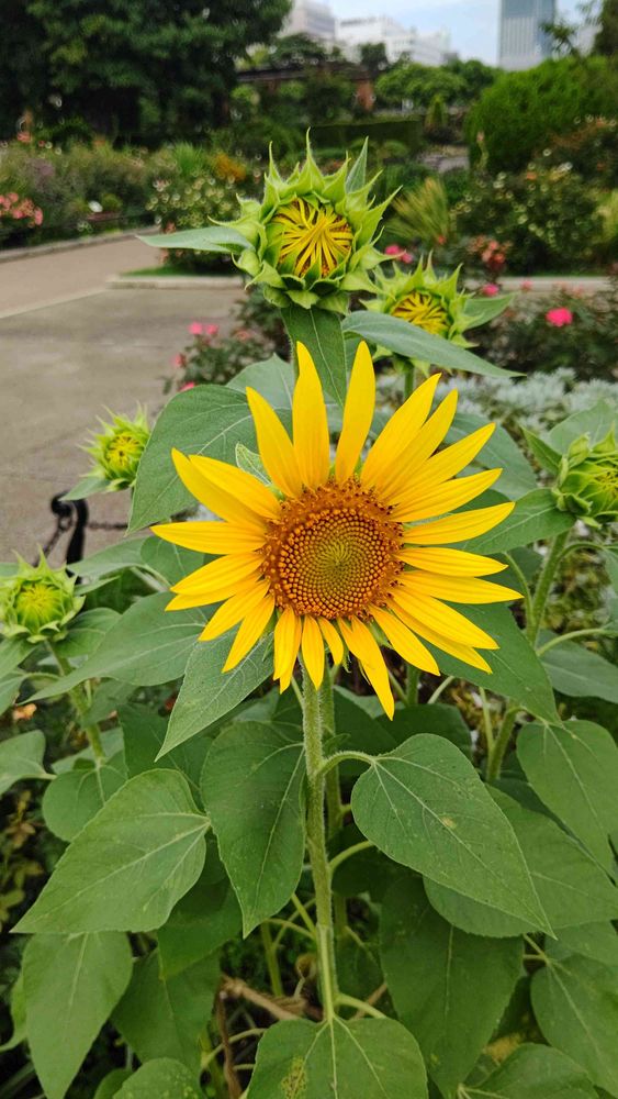 happy togetherさんの山下公園への投稿