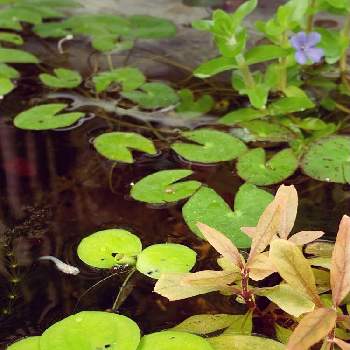 浮き草の投稿画像一覧 Greensnap グリーンスナップ