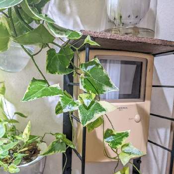 マーガレットアイビーの投稿画像一覧 Greensnap グリーンスナップ