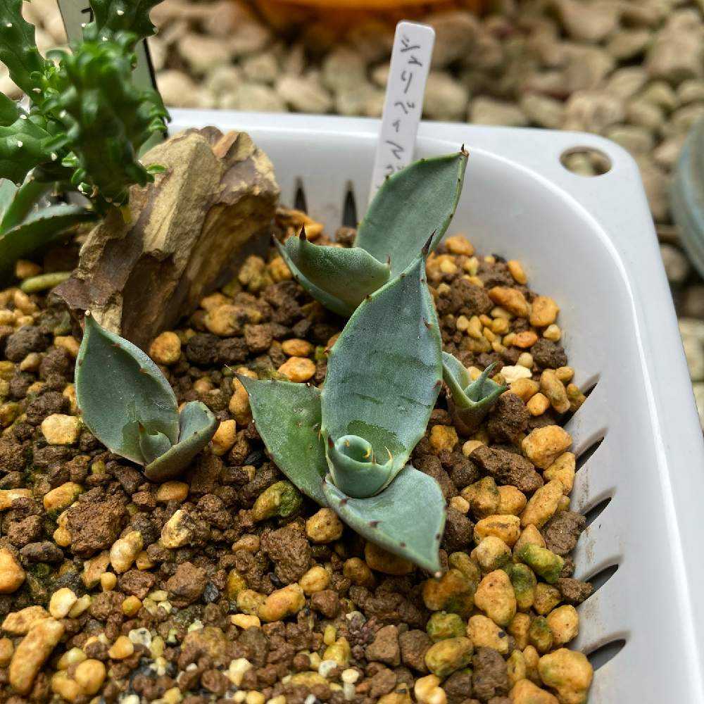 アガベ実生の成長記録📝｜🍀GreenSnap（グリーンスナップ）