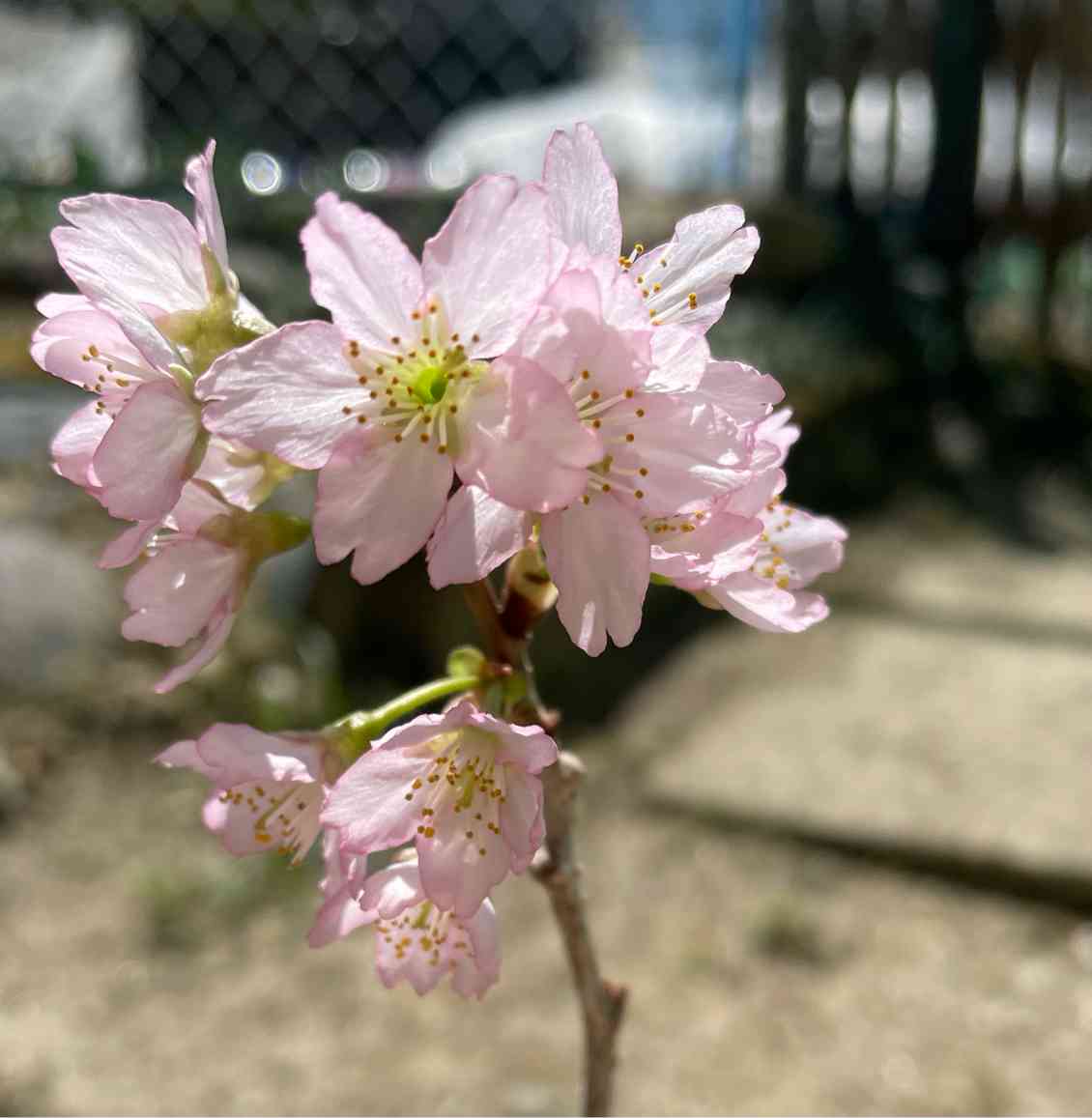 桜🌸｜🍀GreenSnap（グリーンスナップ）