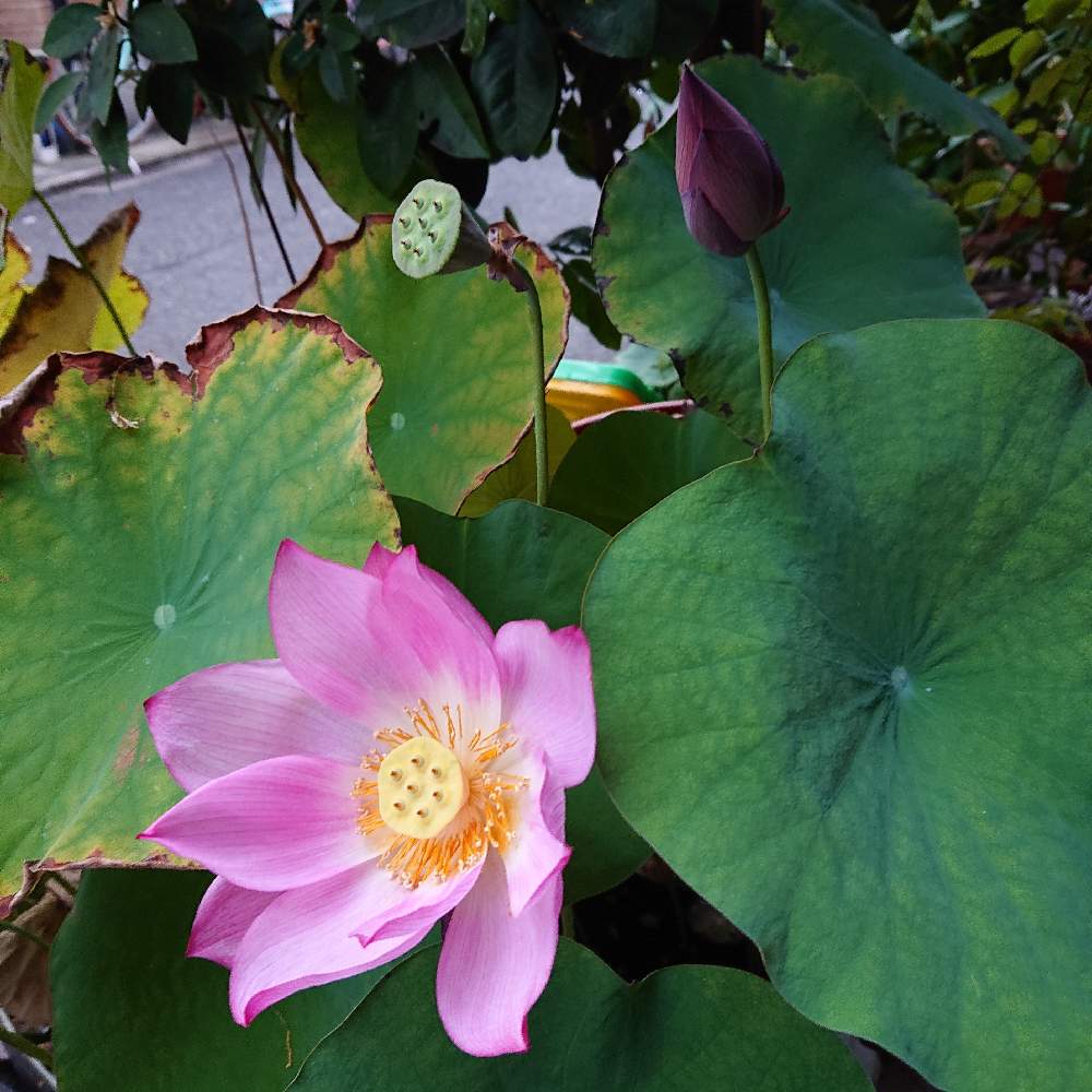 玄関の投稿画像 By さら こさん はすの花と畑を楽しもうと毎年沢山と蕾つぼみ とはすの花と畑を楽しもうと毎年沢山と蕾つぼみ 22月8月日 Greensnap グリーンスナップ Greensnap グリーンスナップ