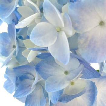 逆光の画像 by kukkaさん | 部屋とアジサイと逆光と癒しと切り花を楽しむと青い花と花を飾ると穏やかな心ときれいな色と美しく青きドヨウとナチュラルスタイルと花のある暮らしと涼やかと切り花