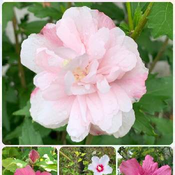 半八重咲きムクゲの投稿画像一覧 Greensnap グリーンスナップ