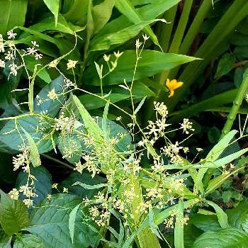 ミシマサイコの投稿画像一覧 Greensnap グリーンスナップ